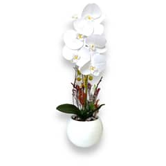 GENERICO - ORQUIDEA BLANCA BASE BLANCA 47X12