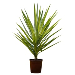 4 ESTACIONES - Planta Natural Yucca Variegada