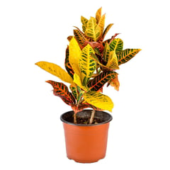 4 ESTACIONES - Planta Natural Croton Petra 32x54cm