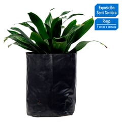 4 ESTACIONES - Planta Natural Dracaena Verde Compacta